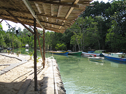 MANGROVE