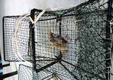 crabbing4