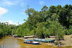 mangrove