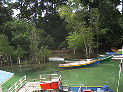mangrove